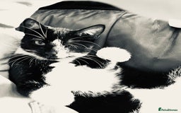 Domestic Shorthair cats for sale: Heart breaking decision  - Image 8