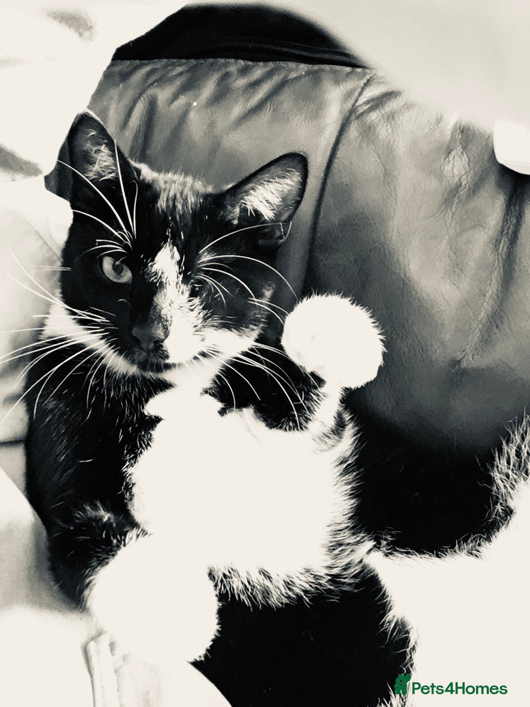 Domestic Shorthair cats for sale: Heart breaking decision  - Image 8