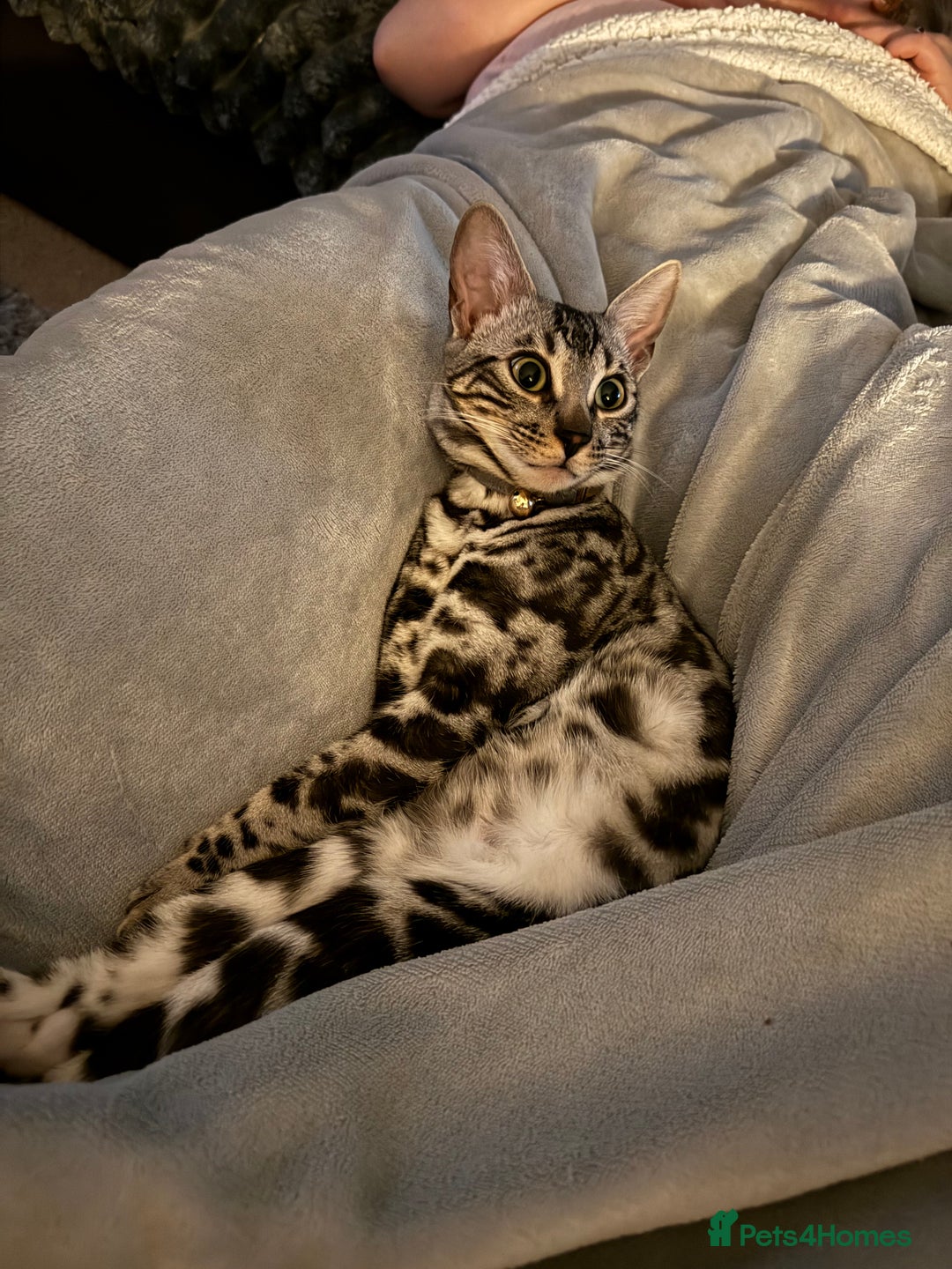 Bengal cats for sale: Silver rosetted Bengal🐆 - Image 10