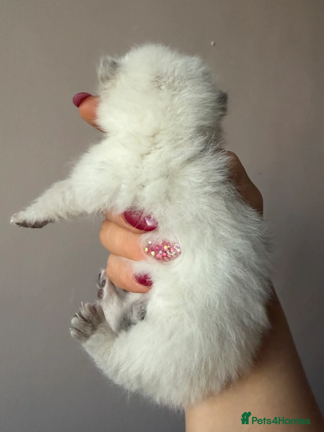 British Longhair cats for sale: British Longhair adorable kittens  - Advert 8