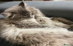 Siberian cats for sale: Siberian Kittens Neva Masquerade White - Image 12