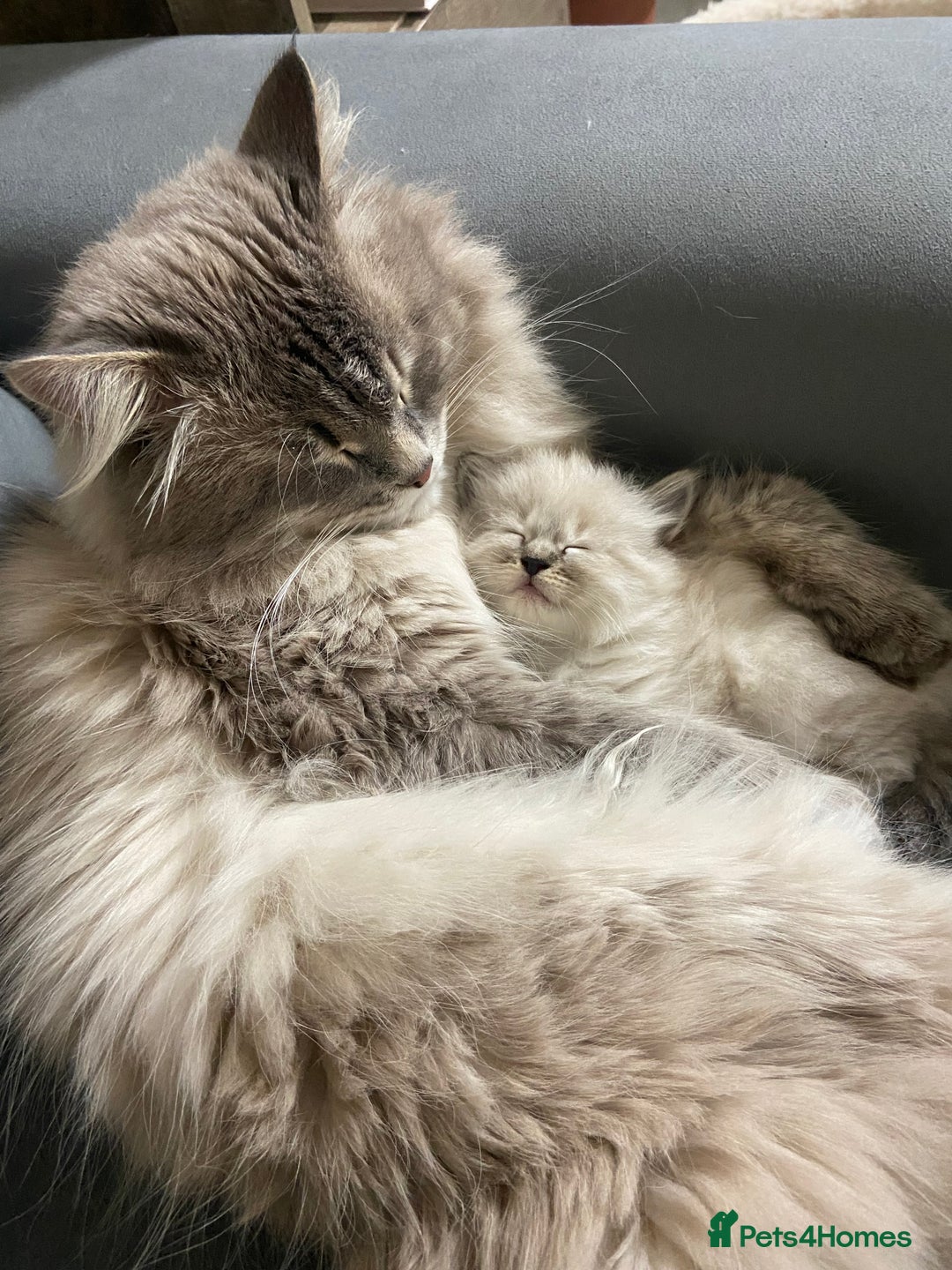 Siberian cats for sale: Siberian Kittens Neva Masquerade White - Image 12
