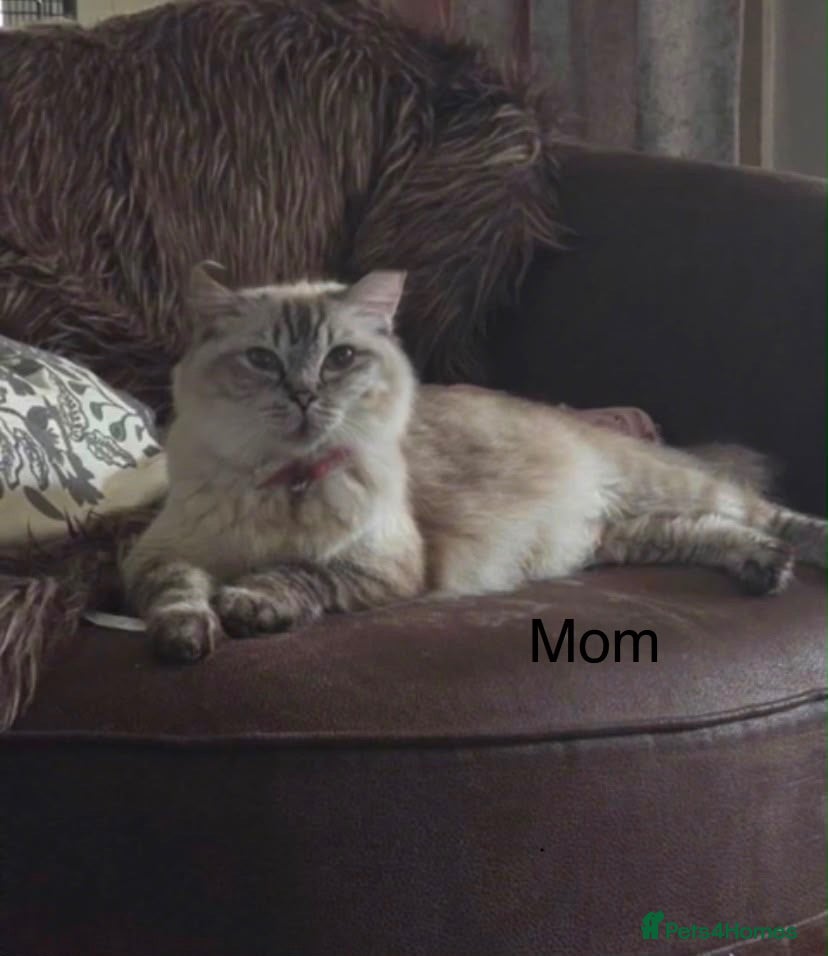 Ragdoll cats Beautiful pure ragdoll kitten looking for a home  - Advert 2