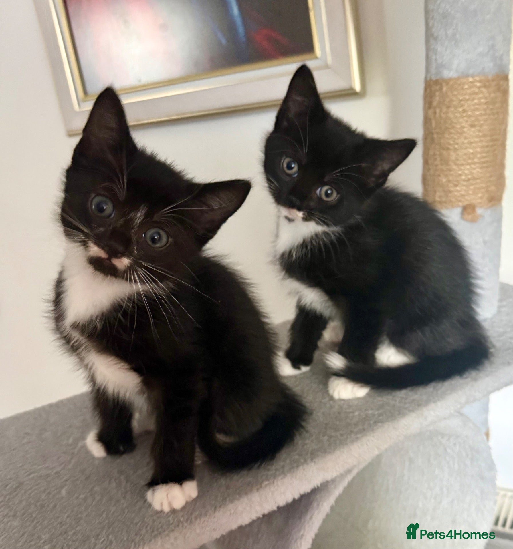 Mixed Breed cats Lovely Mixed-Breed Kittens Seeking Loving Homes - Advert 10