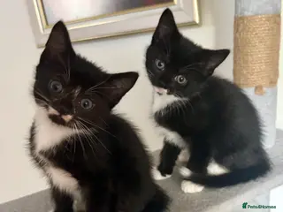 Mixed Breed cats Lovely Mixed-Breed Kittens Seeking Loving Homes - Advert 10