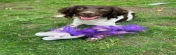 Cockapoo dogs for sale: Last couple of F1s - £450 merle, chocolate, Parti  - Advert 11