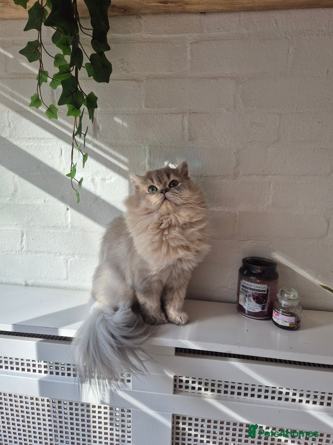 British Longhair cats for stud: British Longhair for Stud services  - Image 4