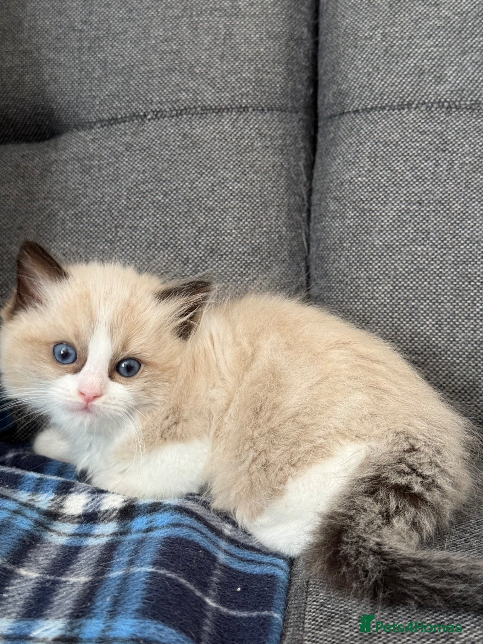 Ragdoll cats Beautiful Ragdoll kittens TICA registered  - Advert 2