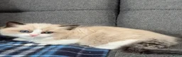 Ragdoll cats for sale: Beautiful Ragdoll kittens TICA registered  in Coventry - Advert 2
