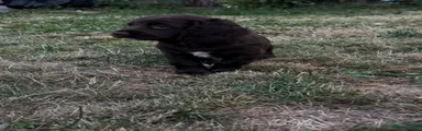 Sprocker 1