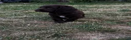 Sprocker dogs for sale: Sprocker puppies for sale  - Advert 6