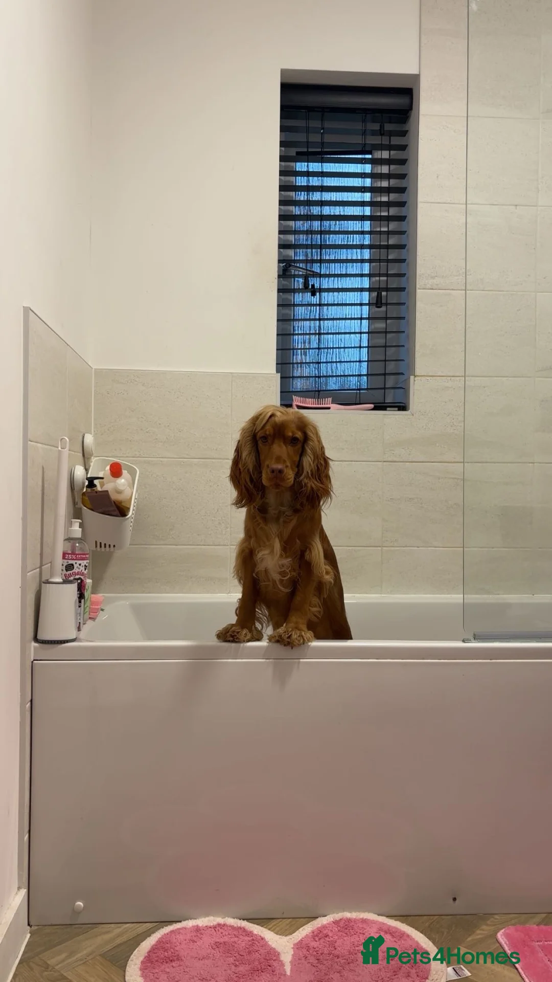 Cocker Spaniel dogs for sale: 2 years old Female Cocker spaniel - Advert 2