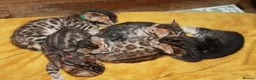 Bengal cats for sale: TICA BENGAL KITTENS FOR SALE - READY 23/04/26 - Advert 10