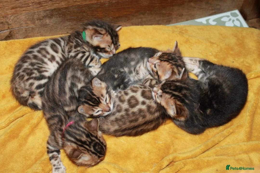 Bengal cats for sale: TICA BENGAL KITTENS FOR SALE - READY 23/04/26 - Advert 10