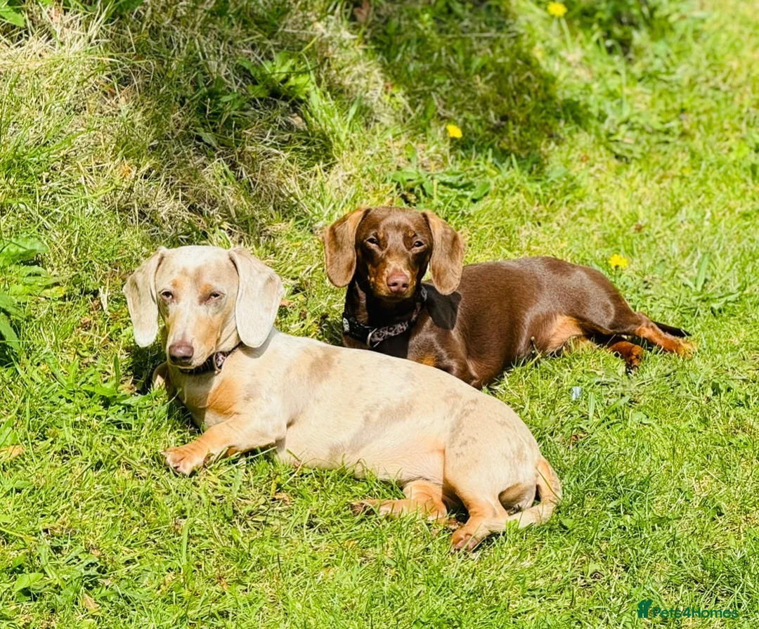 Miniature Dachshund dogs for sale: 15 weeks old dachshund chocolate& tan male  - Advert 4