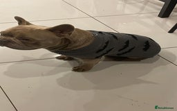 French Bulldog dogs for sale: Male 3yr old French Bulldog - Advert 4