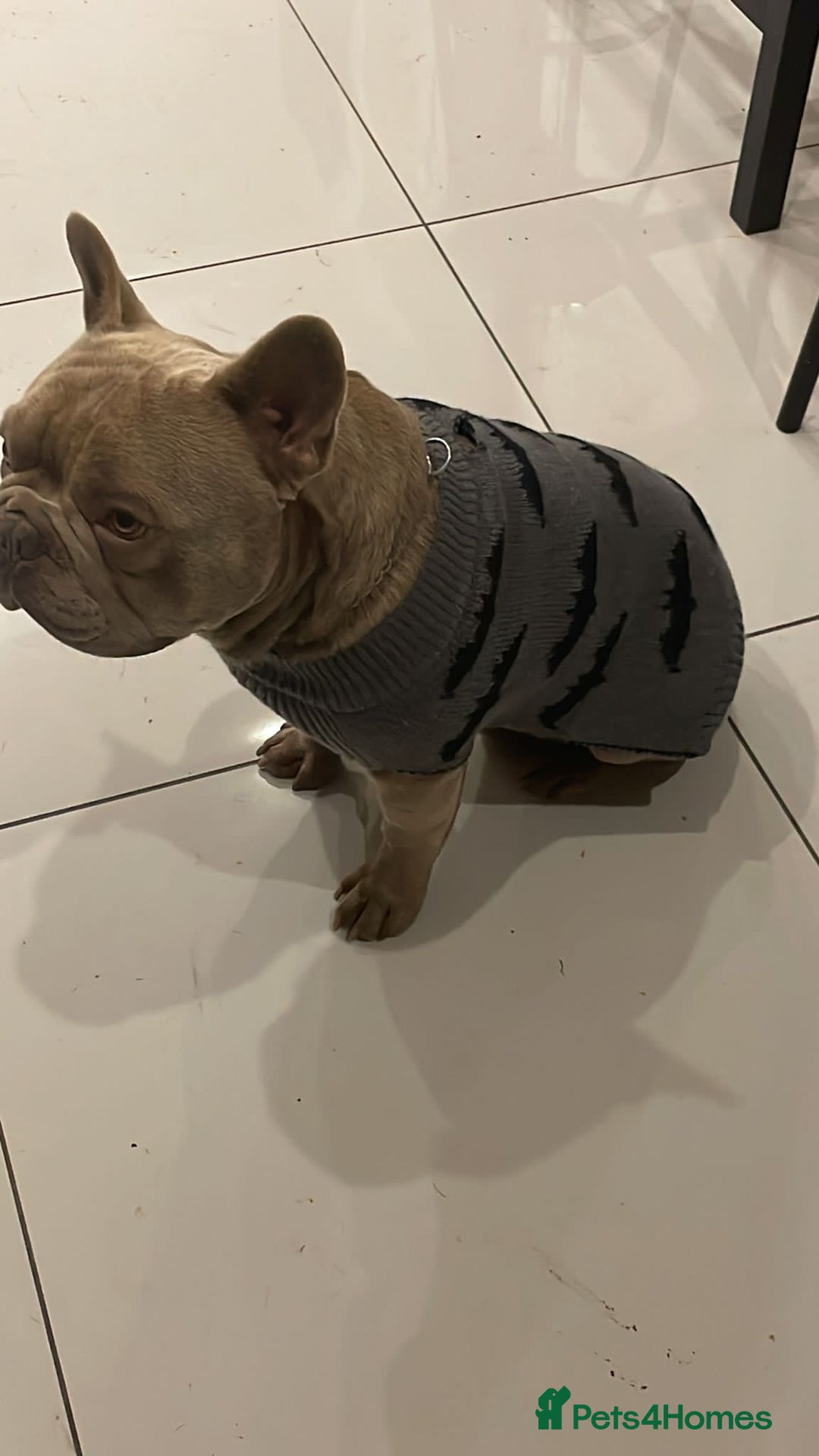 French Bulldog dogs for sale: Male 3yr old French Bulldog - Advert 4