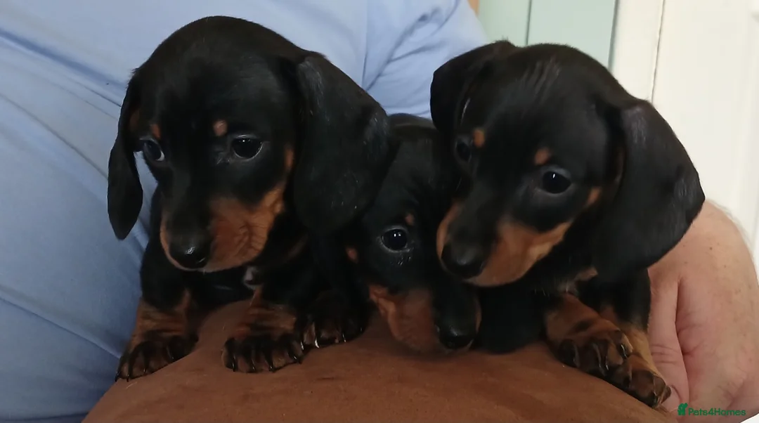 Miniature Dachshund dogs for sale: Mini Dachshund Boys - Advert 2