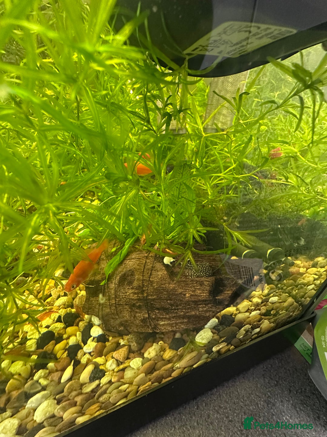 Shrimps fish for sale: Bristle-nose pleco fry and cherry shrimp - Image 4