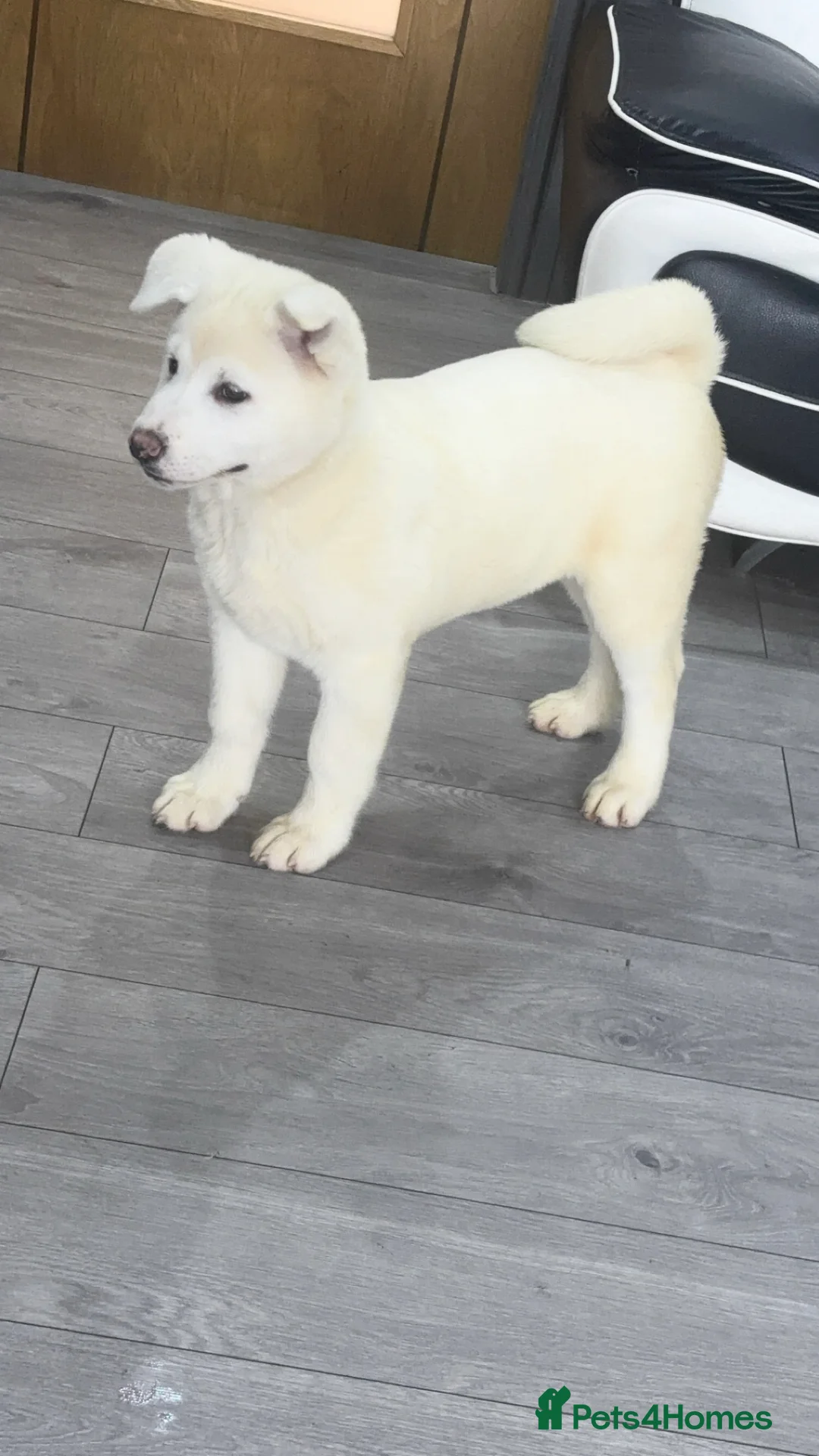 Japanese Akita Inu dogs for sale: Japanese Akita Inu - Advert 14