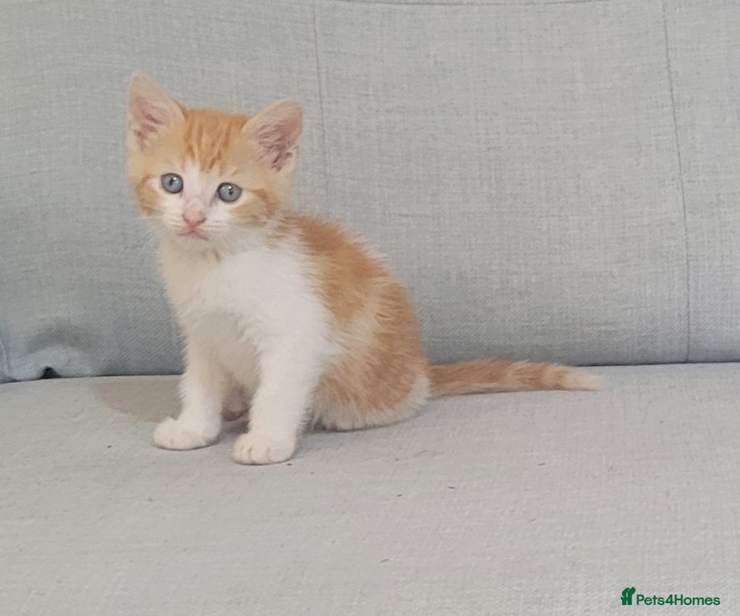 Mixed Breed cats for sale: Little kitten ready 10th August read listing  - Image 13