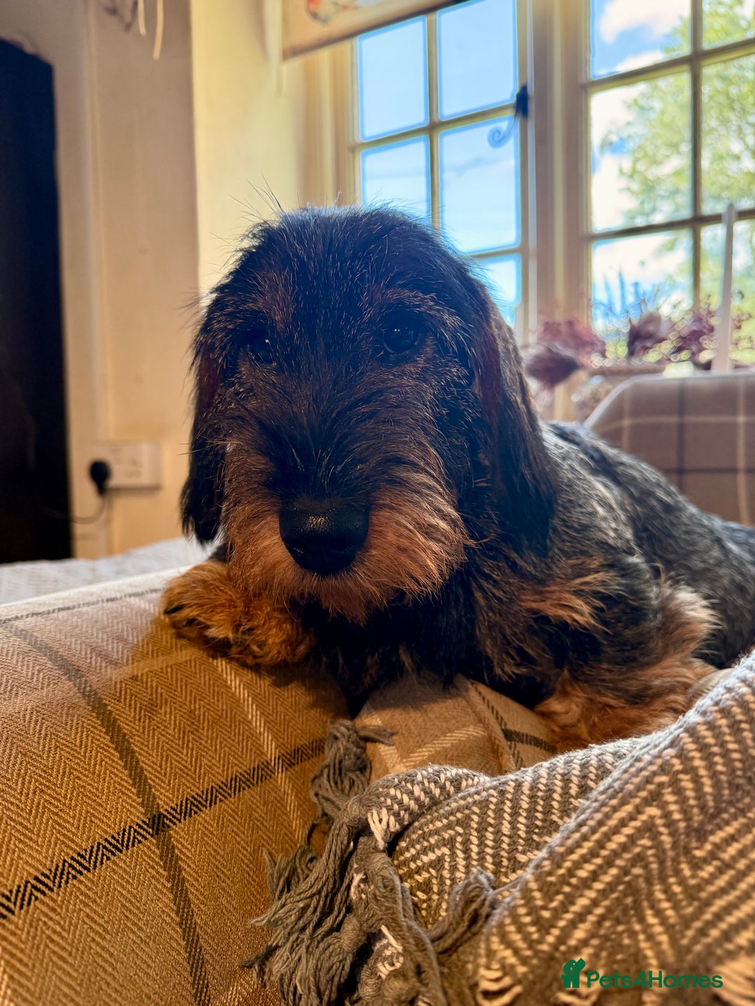 Dachshund dogs for sale: Gorgeous dachshund boys - Advert 1