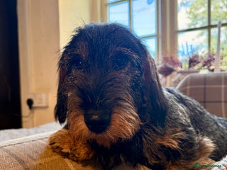 Dachshund dogs Gorgeous dachshund boys - Advert 1