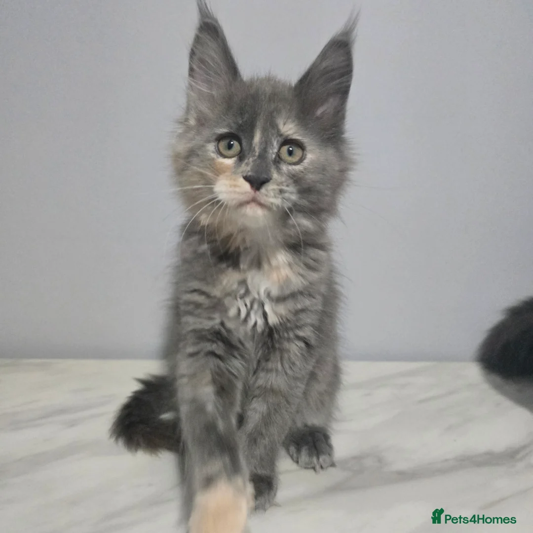 Maine Coon cats for sale: Last female tica registered available  - Advert 1