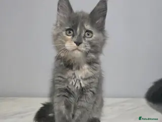 Maine Coon cats Last female tica registered available - Advert 8