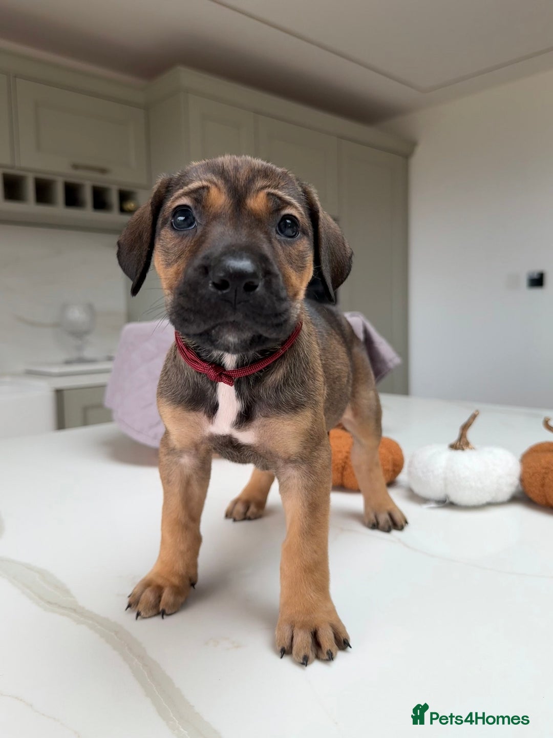 Cane Corso dogs for sale: Beautiful Cane Corso Puppies - Image 27