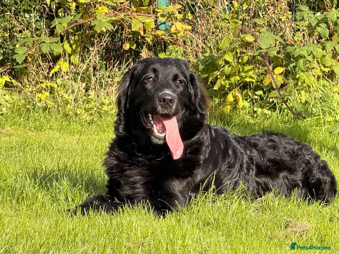 Golden Mountain Dog dogs for sale: Chilli - Advert 1