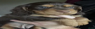 Cocker Spaniel 3