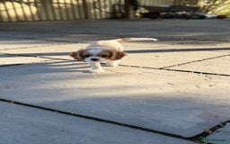 Cavalier King Charles Spaniel dogs for sale: 1 Adorable Cavalier King Charles Puppy for sale - Image 7