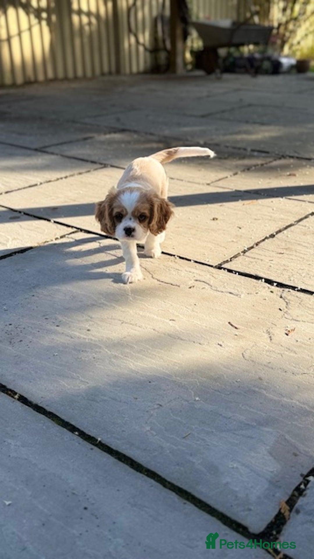 Cavalier King Charles Spaniel dogs for sale: 1 Adorable Cavalier King Charles Puppy for sale - Image 7
