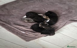 Mixed Breed cats for sale: Half ragdoll georous and playful kittens - Image 4