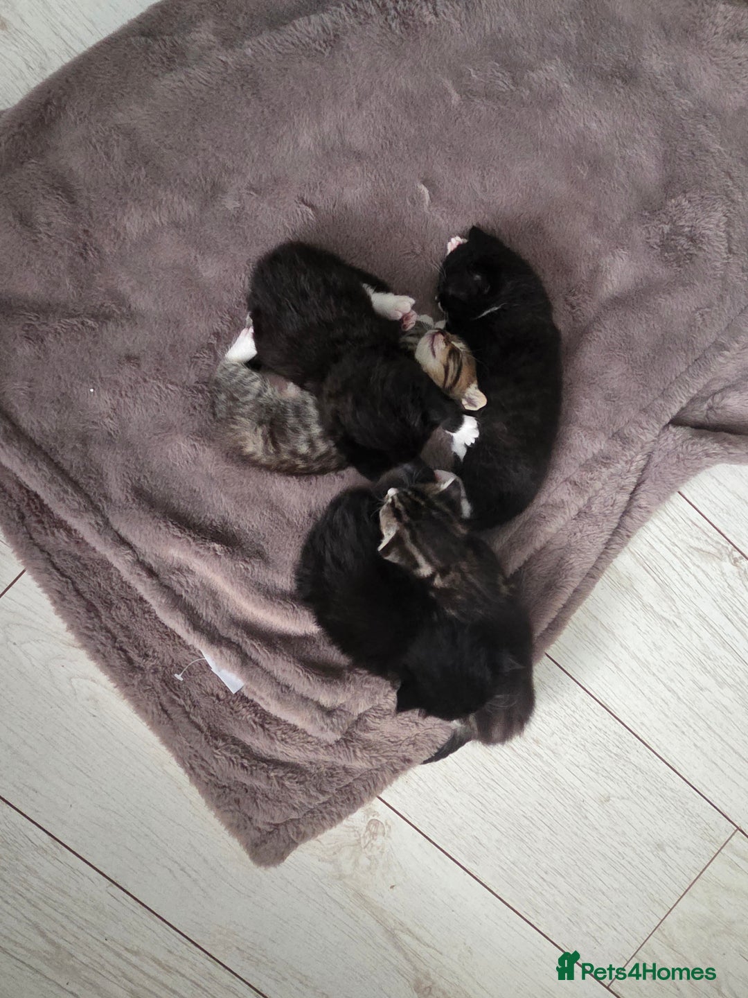 Mixed Breed cats for sale: Half ragdoll georous and playful kittens - Image 4
