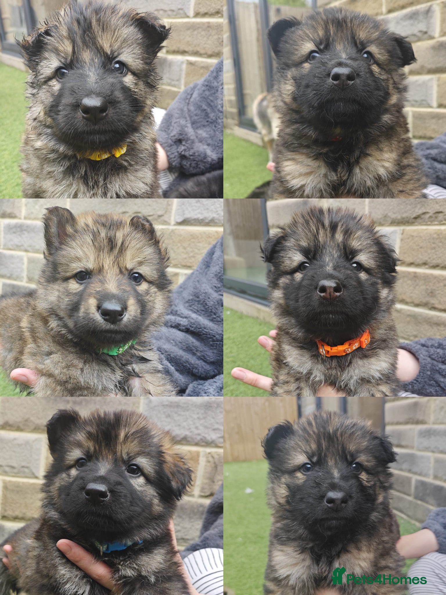 German Shepherd dogs 100% Purebred XL Long-Hair German Shepherd Puppies - Advert 12