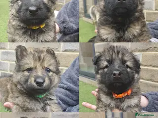 German Shepherd dogs 100% Purebred XL Long-Hair German Shepherd Puppies - Advert 1