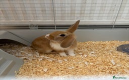 Harlequin rabbits for sale: Harlequin x mini lop  - Image 2