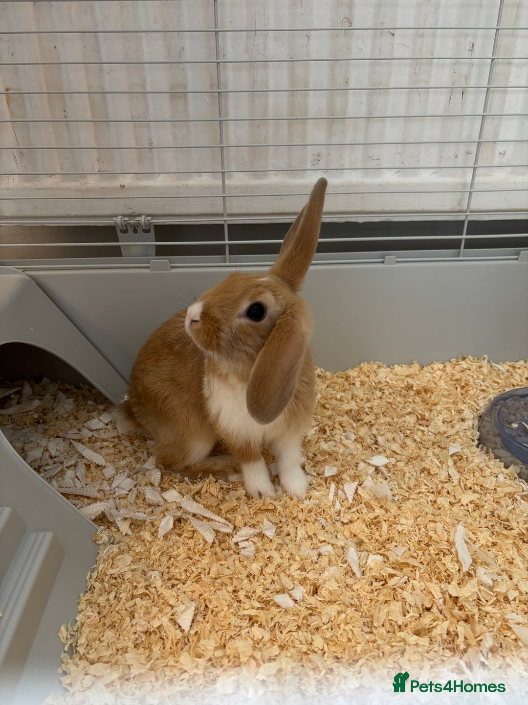 Harlequin rabbits for sale: Harlequin x mini lop  - Image 2