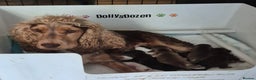 Cocker Spaniel dogs for sale: Beautiful Show Cocker Chocolate Roan Girl  - Advert 5