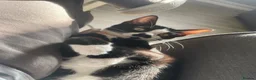 Mixed Breed cats for sale: 1 female cat for sale  - Advert 2