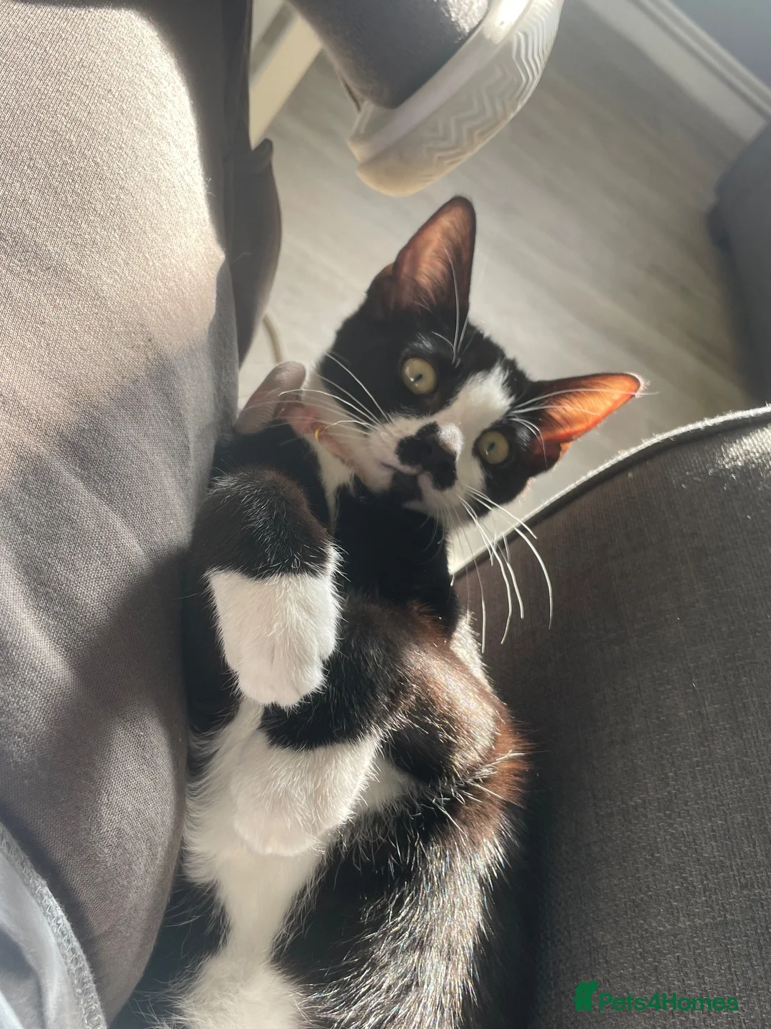 Mixed Breed cats for sale: 1 female cat for sale  - Advert 2