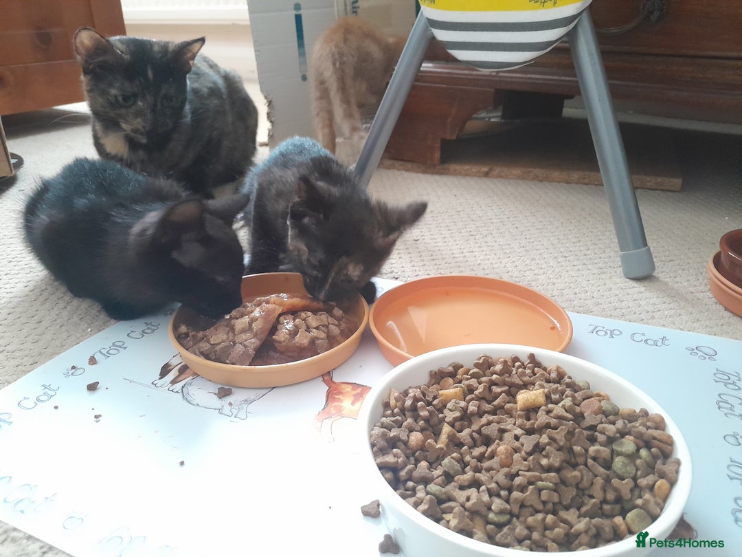 British Shorthair cats for sale: Cute playful smart kittens ready for new homes - Image 17
