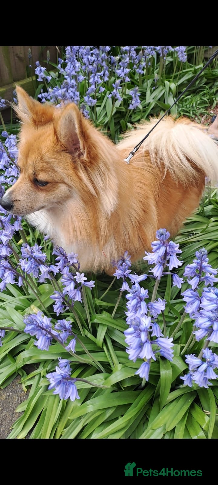 Pomeranian dogs Pomeranian (German Pomeranian type) - Advert 11