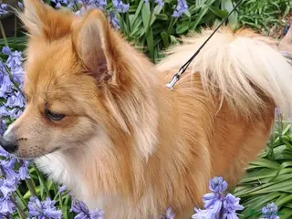 Pomeranian dogs Pomeranian (German Pomeranian type) - Advert 11