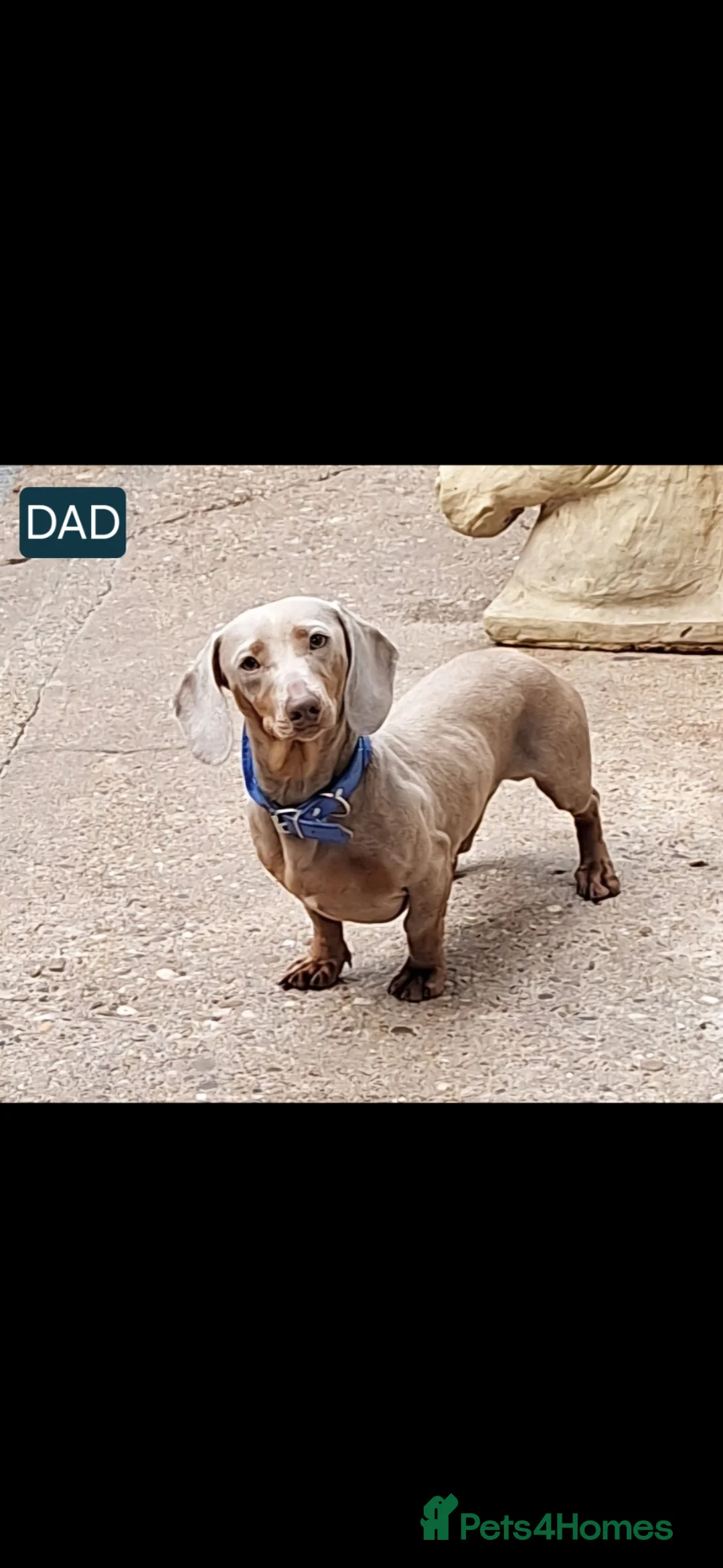 Doxiepoo dogs for sale: Doxiepoos for sale - Advert 2
