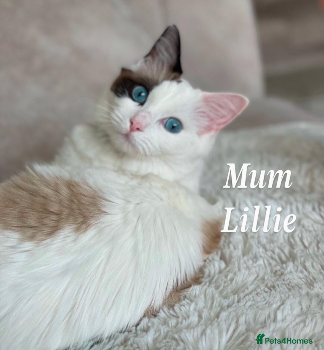 Ragdoll cats for sale: Ragdoll kittens - Advert 1