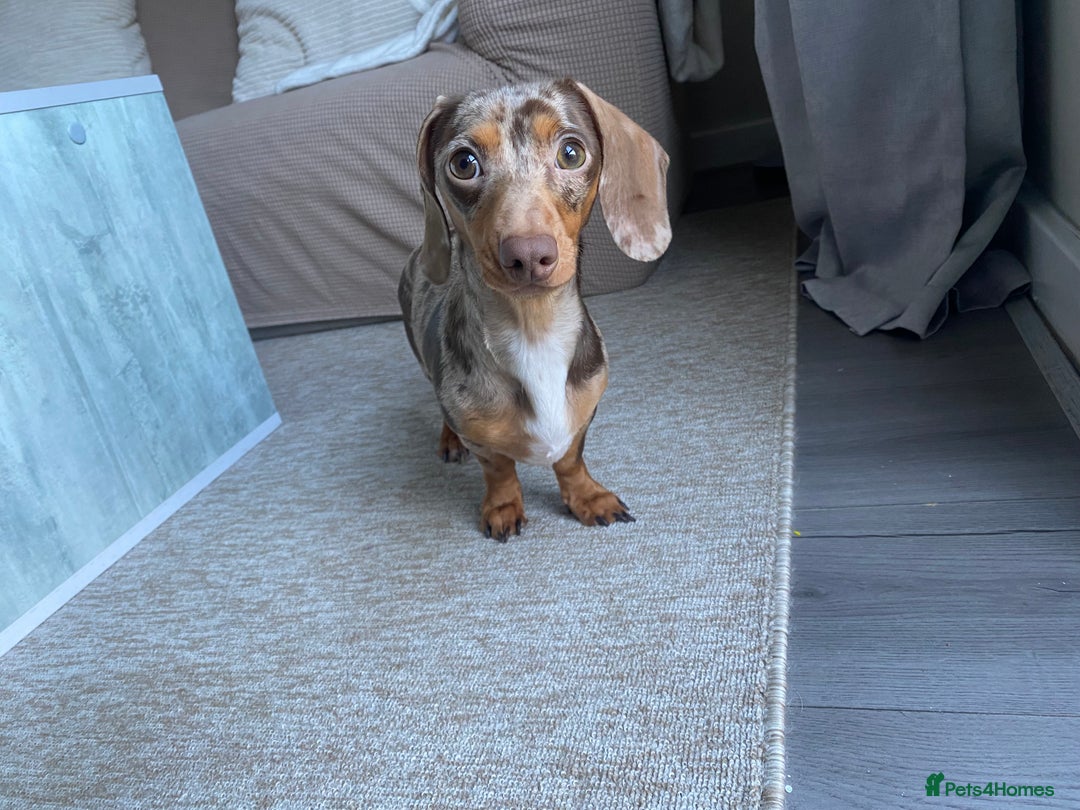 Miniature Dachshund dogs for sale: Looking for a new home for ‘Apple’ - Image 4