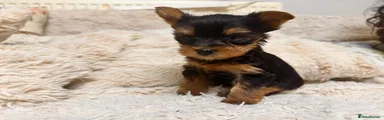 Yorkshire Terrier 3